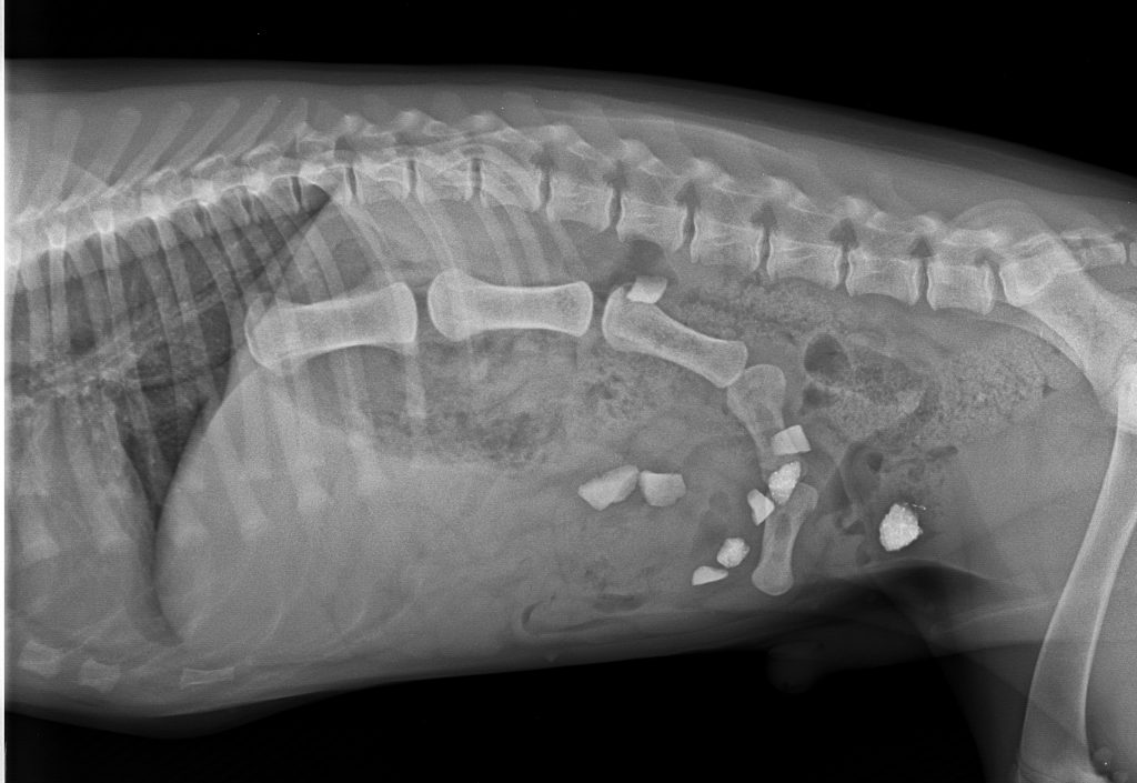 Hund Fremdkörper Im Magen Symptome tierarztpraxis-johann.de