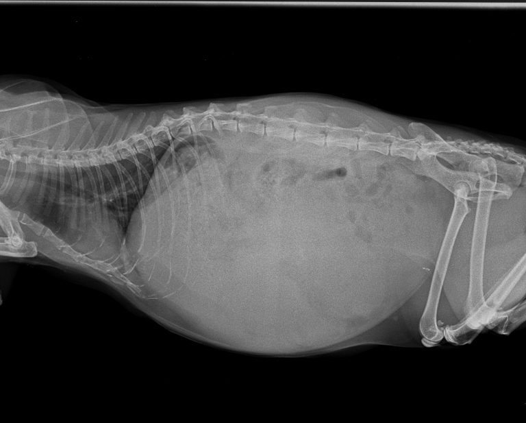 Tumor Bei Katzen Am Bauch